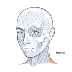 Woman facial anatomy trapezius neck muscle illustration
