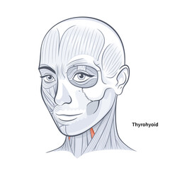 Woman facial anatomy thyrohyoid neck muscle illustration