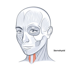 Woman facial anatomy sternohyoid neck muscle vector illustration