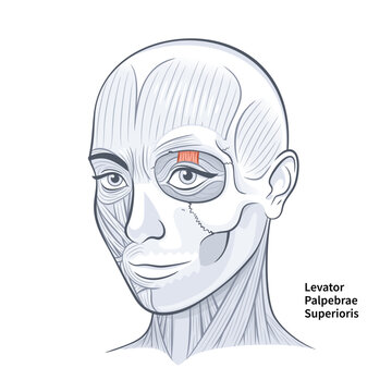 Woman Face Levator Palpebrae Superioris Muscle vector illustration