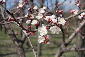 apricot trees in full bloom in  March
