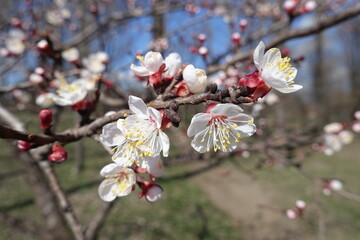 Close view of white flowers of apricot tree in March