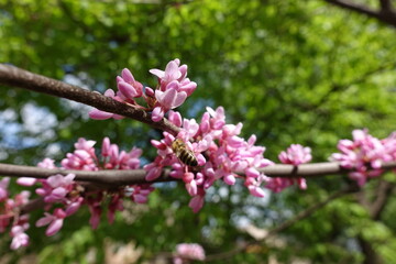 Bee pollinating pink flowers of cercis canadensis in  April