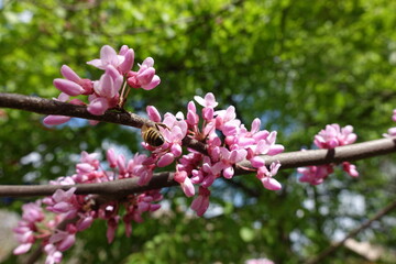Obraz premium Insect pollinating pink flowers of cercis canadensis in April