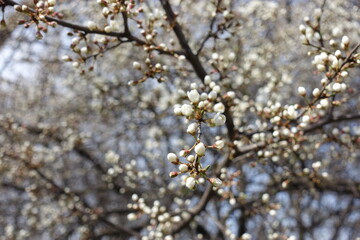 Opening flower buds of plum tree in mid March