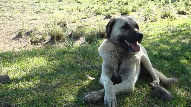 Shepherd dog breathing with tongue out, a dog's tongue and teeth close-up,