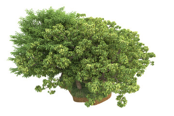 Obraz premium Tropical landscape isolated on transparent background. 3d rendering - illustration