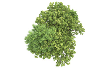 Tropical landscape isolated on transparent background. 3d rendering - illustration