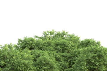 Tropical forest isolated on transparent background. 3d rendering - illustration