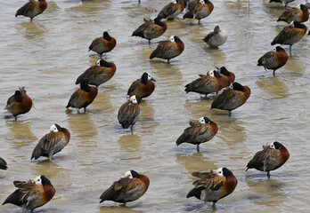 Family of White-faced Whistling Ducks