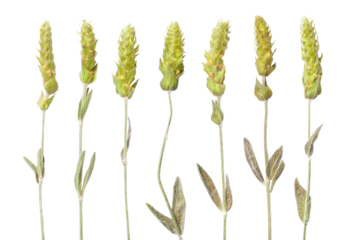 Mountain Herbs Tea Sideritis Scardica Isolated