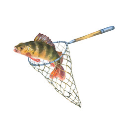 Watercolor illustration, fish caught in a fishing net. Perch tangled in a fishing net isolated on white background. Cut out clip art element for design, postcards, stickers, scrapbooking, poster.