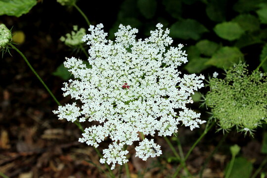 wilde Möhre, wild carrot