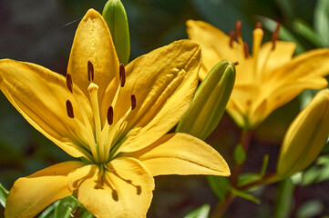 Fototapeta premium Yellow lily flowers growing in the summer garden.