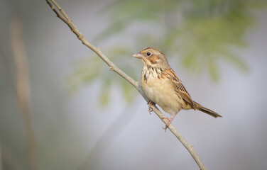 chestnut-eared bunting or grey-headed bunting .Chestnut-eared Bunting (Emberiza fucata) is a species of bird in the Emberizidae family.