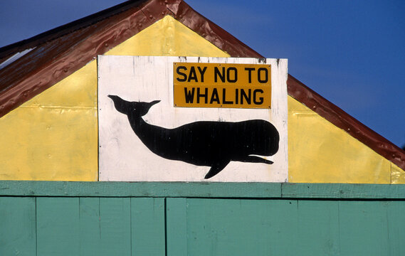 Pancarte non &agrave; la chasse &agrave; la baleine; Port Stanley; Iles Falkland