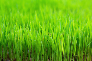 Fototapeta na wymiar Lush green rice seedling is growing in a rice field.