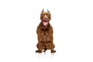 Adorable, purebred American pitbull terrier sitting with tongue sticking out against white studio background. Concept of animal lifestyle, vet, care, motion, beauty, breed, action. Copy space for ad