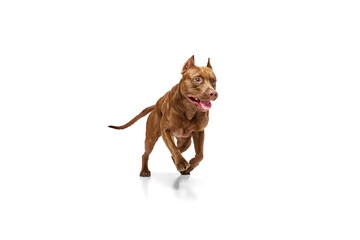 Purebred, beautiful dog of American pitbull terrier in motion, running against white studio...