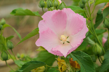 夏をイメージさせる花