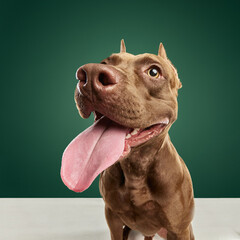 Close-up image of dog's muzzle, purebred American pitbull terrier with tongue sticking out sitting...