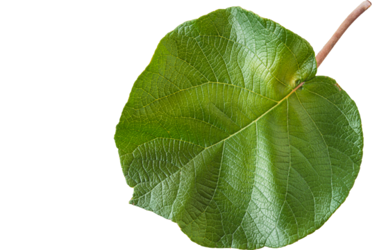 One green kiwi leaf isolated on transporent background