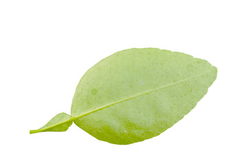 Fototapeta na wymiar Nature green leaf on transparent background, png file
