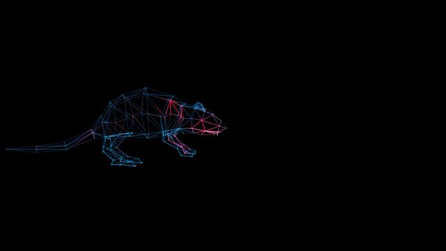 3D Rat scan on black bg with copy space. Control and destruction of pests and rodents. Rodenticide concept. Biological hazard. Scientific research. For title, text, presentation. 3d animation 60 FPS