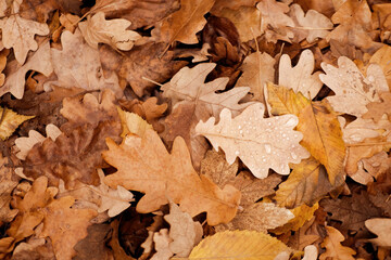 red, orange foliage, Quercus palustris, Autumn in garden, nature protection, pattern, texture from many brown, pink, orange, yellow, red leaves, good weather, hello autumn