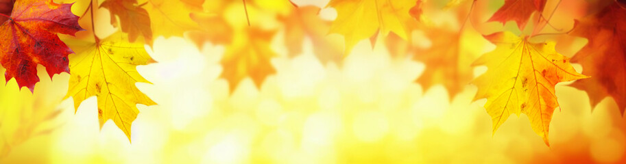 Defocused colorful bright autumn ultra wide panoramic background with blurry red yellow and orange...