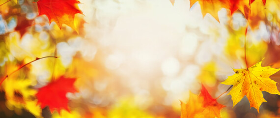 Naklejka na ściany i meble Autumn blurred background with frame of orange, gold and red maple leaves on nature on background of sunlight with soft beautiful bokeh.