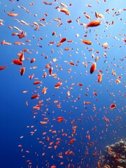 Red Sea fish and coral reef: