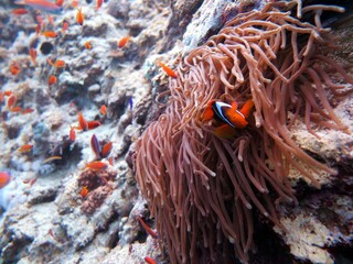 clownfish on reef