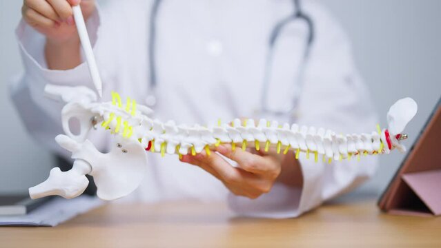 Doctor with human Spine anatomy model. Spinal Cord Disorder and disease, Back pain, Lumbar, Sacral pelvis, Cervical neck, Thoracic, Coccyx, Orthopedist, chiropractic, Office Syndrome and health