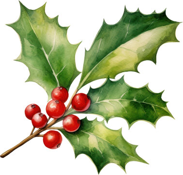 Christmas Holly berry watercolor illustration. Generative AI