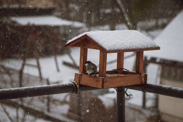 Young titmice coming to the feeder in winter months for food. Feeding the birds during harsh and...