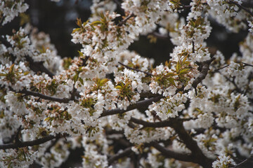 Blossoming pinkish blossoms of cherry and apple trees at sunset in spring. A magical and romantic place. Trees are awakening up