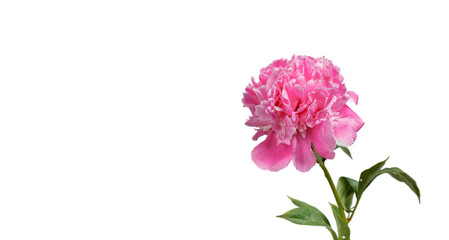 beautiful peonies in a vase on a white background