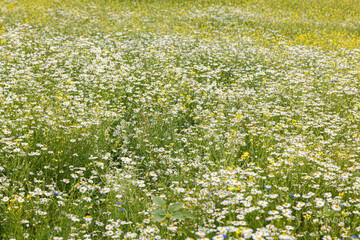 beautiful summer field of chamomile daisies and wildflowers