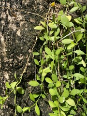 Fototapeta premium plants growing in the garden