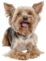 Cute dog of purebred yorkshire terrier calmly sitting with tongues sticking out isolated over transparent background. Happy pet. Concept of animal lifestyle, vet, care, motion, beauty, breed, action.