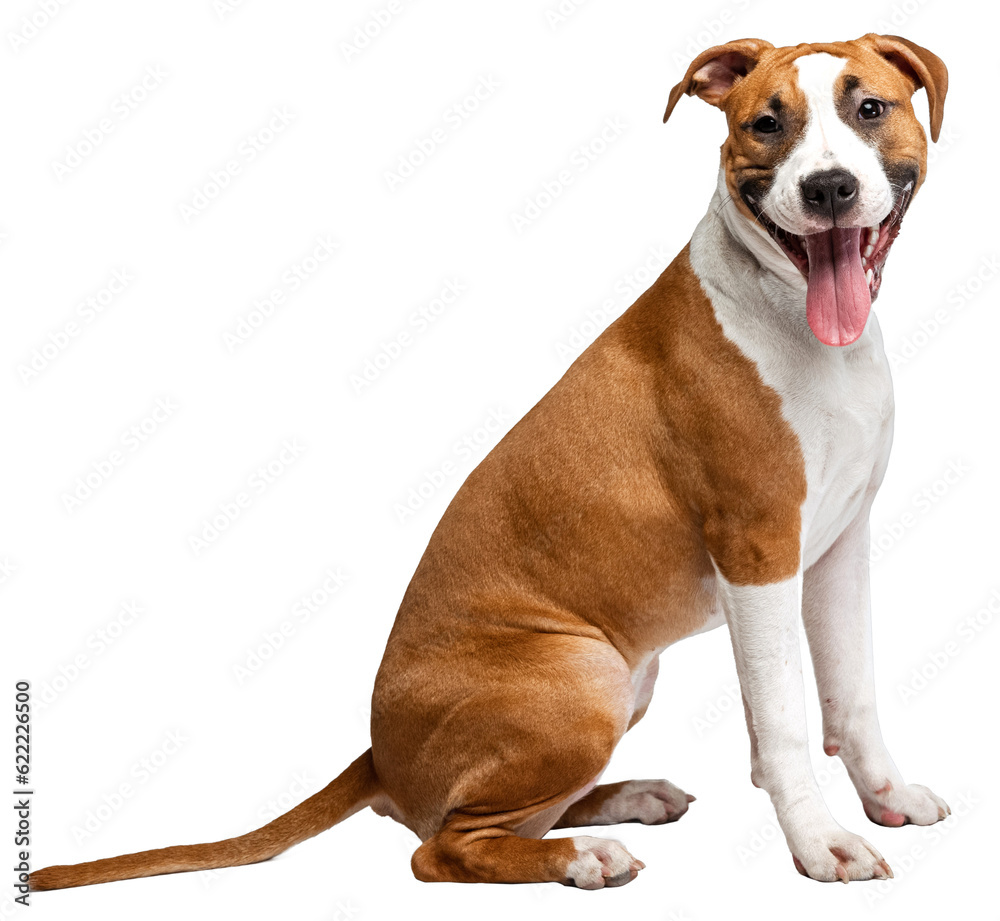 Wall mural profile view of purebred dog, staffordshire terrier sitting on floor isolated over transparent backg