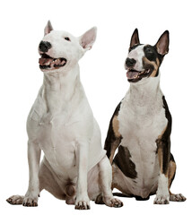 Two purebred dogs, bull terriers sitting and attentively looking isolated over transparent background. Concept of animal lifestyle, vet, care, motion, beauty, breed, action.