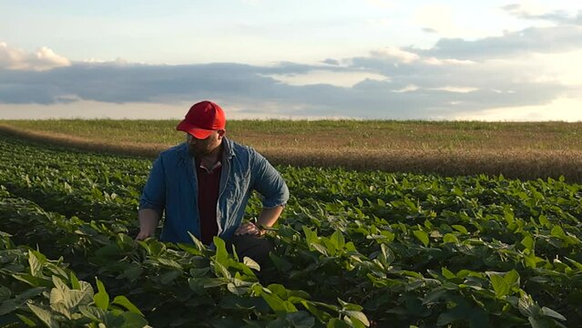 the farmer looks at the soybeans and picks them