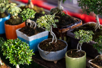 Bonsai trees in potted minimize tree planting for hobby.