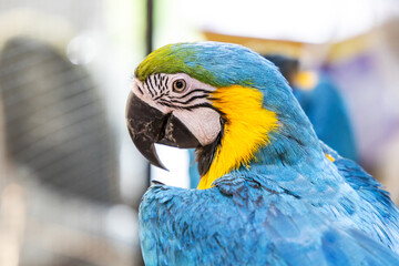 Close-up eye of blue-and-gold macaw beautiful parrot with shine. 