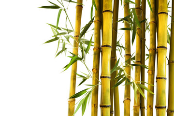 Naklejka premium Bamboo stalk