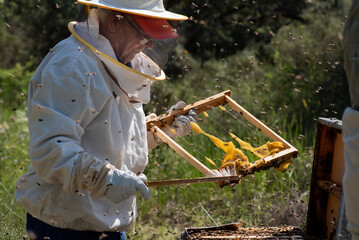 beekeeper looking at panel of bees with melted wax from the sun and not well formed cells for honey...