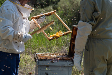 beekeeper father in his eighties catching bee panels, dressed in protective gear, brushing bees...