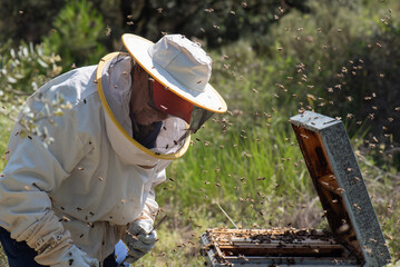 eighty-year-old father beekeeper looking at and examining a beehive, dressed in a protective suit,...